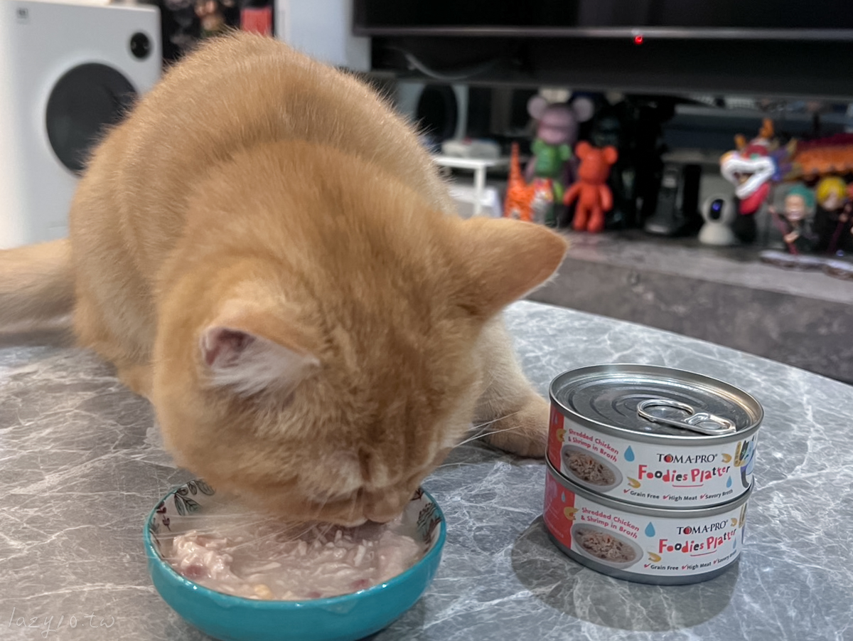 貓咪主食罐餵法